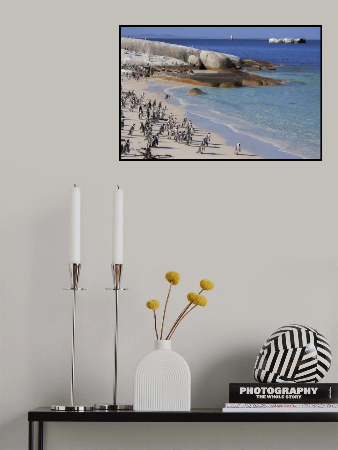 Penguins Life at Boulders Beach Poster och Canvastavla