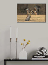 Eagles fighting Poster och Canvastavla