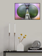 Amazing eyes Poster och Canvastavla