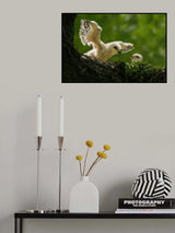 Wow, you can fly! Poster och Canvastavla