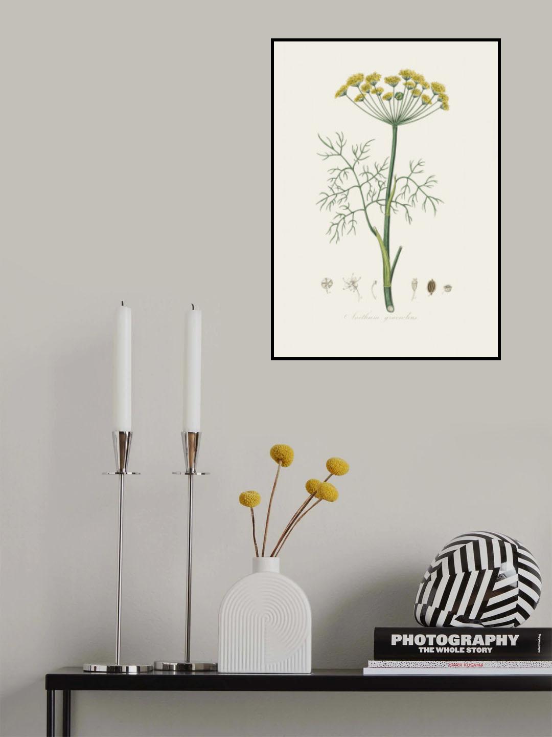 Dill (anethum Graveolens)  Medical Botany Poster och Canvastavla