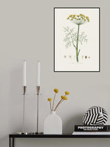 Dill (anethum Graveolens)  Medical Botany Poster och Canvastavla