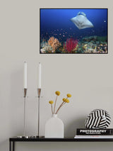Ocean Manta Ray on the reef Poster och Canvastavla
