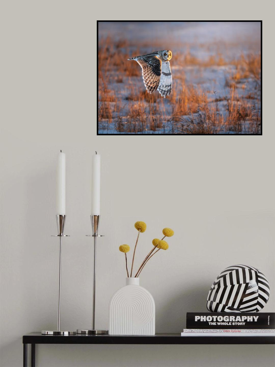 Short-eared Owl Poster och Canvastavla
