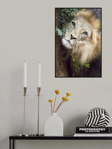 Such a Handsome Male Lion Poster och Canvastavla