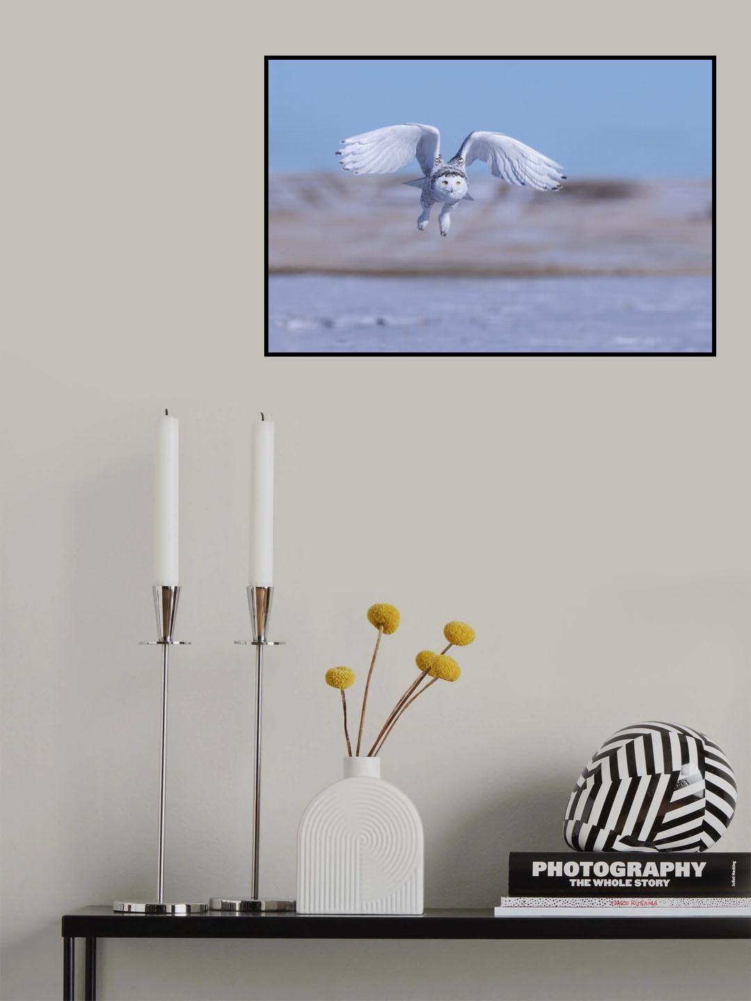 Snow Owl Poster och Canvastavla