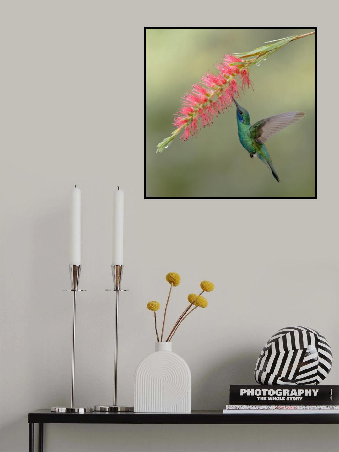 Sparkling violetear Poster och Canvastavla