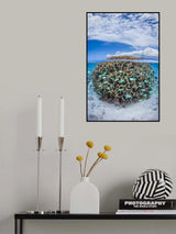 Coral Ball from Mayotte Poster och Canvastavla