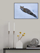 Red fox Poster och Canvastavla