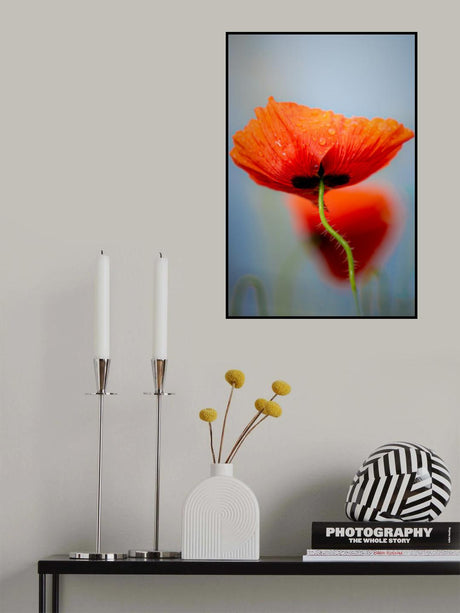 Drifting poppies Poster och Canvastavla