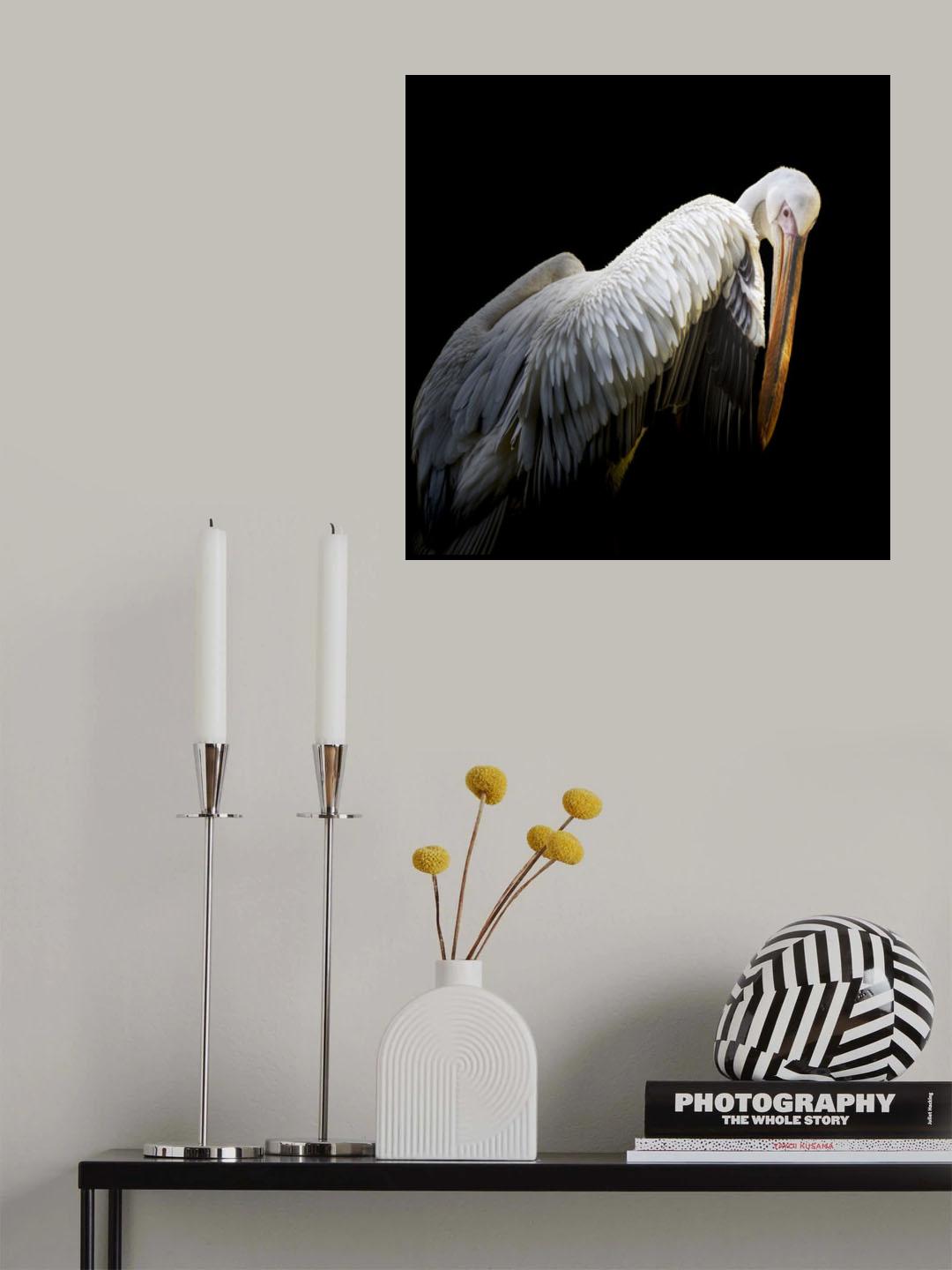 Pelican Poster och Canvastavla