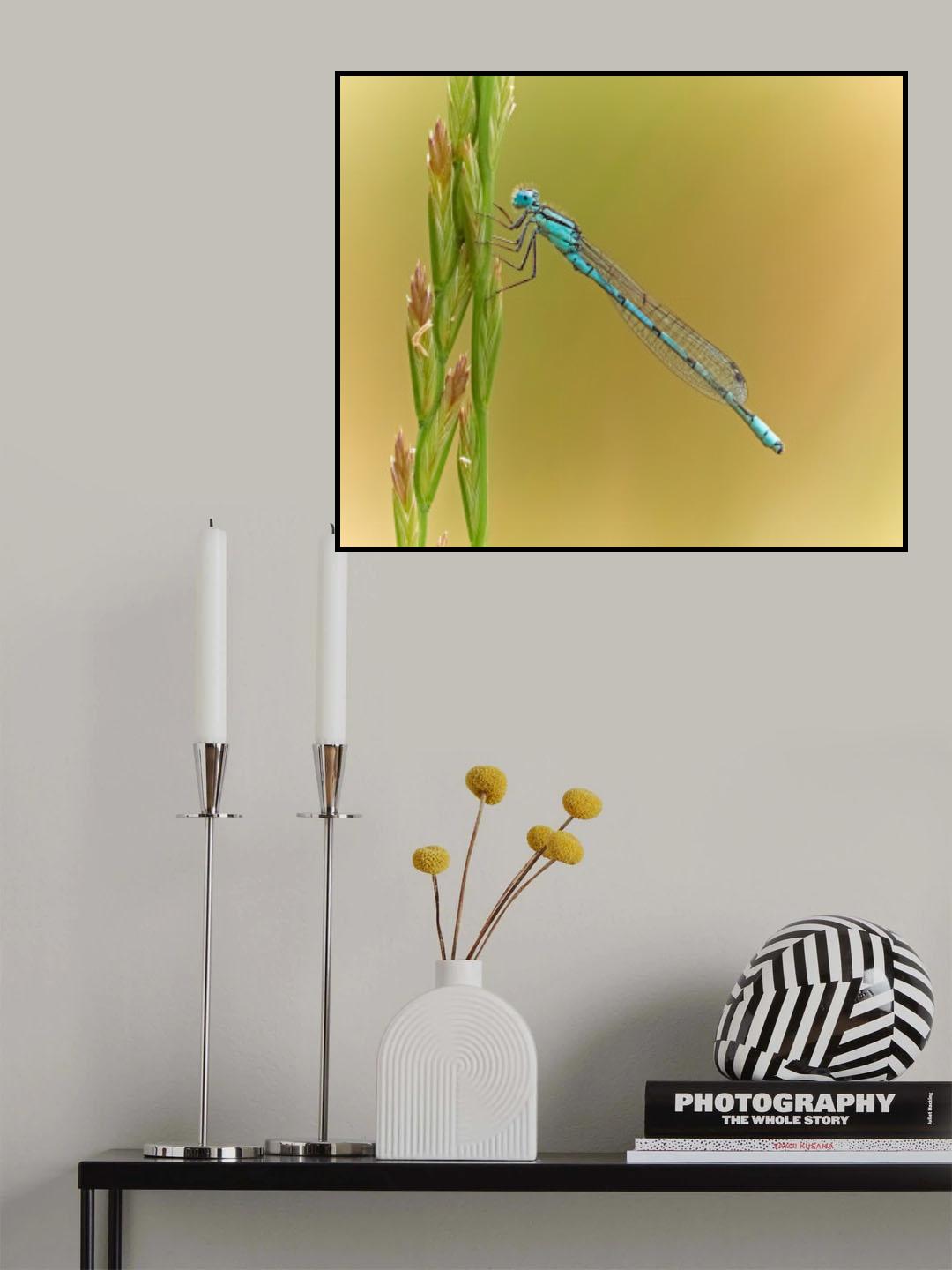 Delicate Damsel Poster och Canvastavla