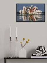 Dalmatian pelicans fishing Poster och Canvastavla