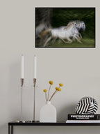 gallop for two Poster och Canvastavla