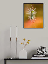 The Show of Caterpillar Poster och Canvastavla