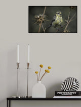 Mésange bleue Poster och Canvastavla