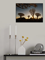 The Quiver trees in Namibia Poster och Canvastavla