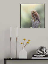 Andean Pygmy-Owl Poster och Canvastavla