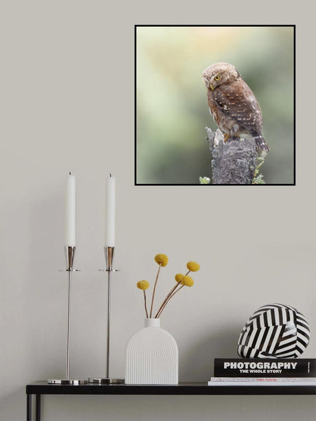 Andean Pygmy-Owl Poster och Canvastavla