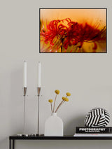 Lycoris Poster och Canvastavla