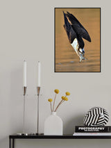 Osprey in action Poster och Canvastavla