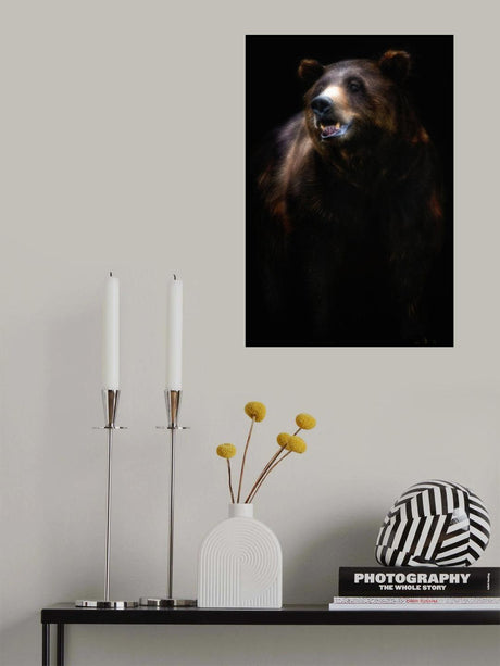 Brown bear portrait Poster och Canvastavla