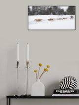 Dog Sledding Poster och Canvastavla