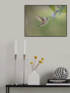 hummingbird Poster och Canvastavla