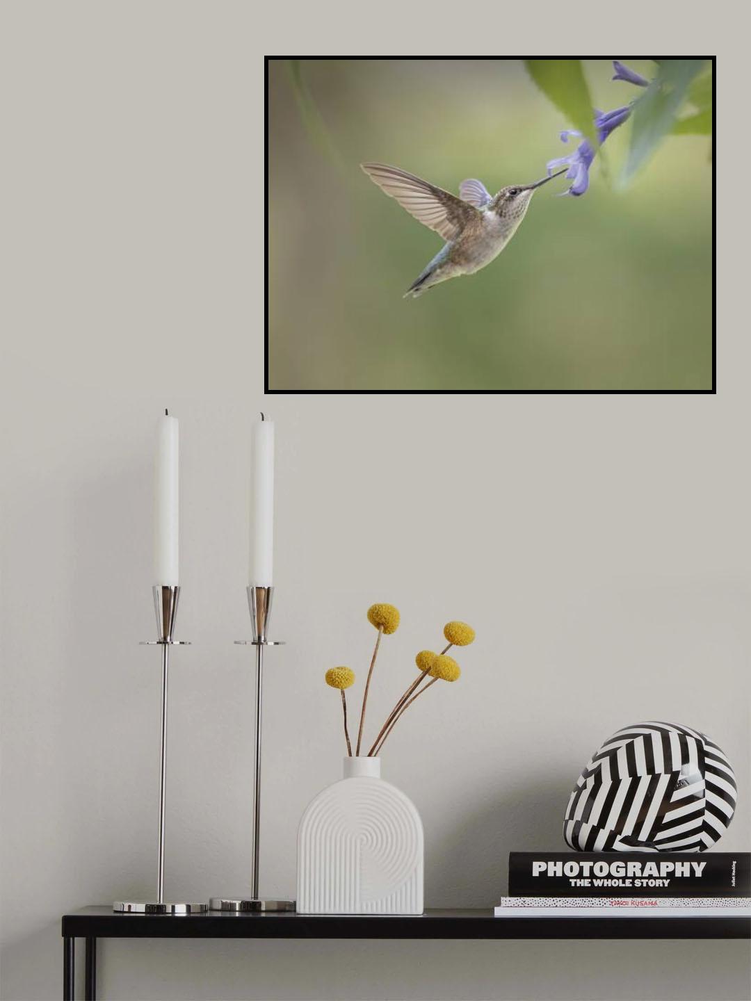 hummingbird Poster och Canvastavla