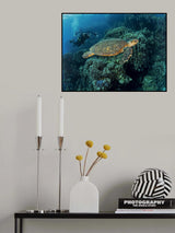 Turtle and a photographer Poster och Canvastavla
