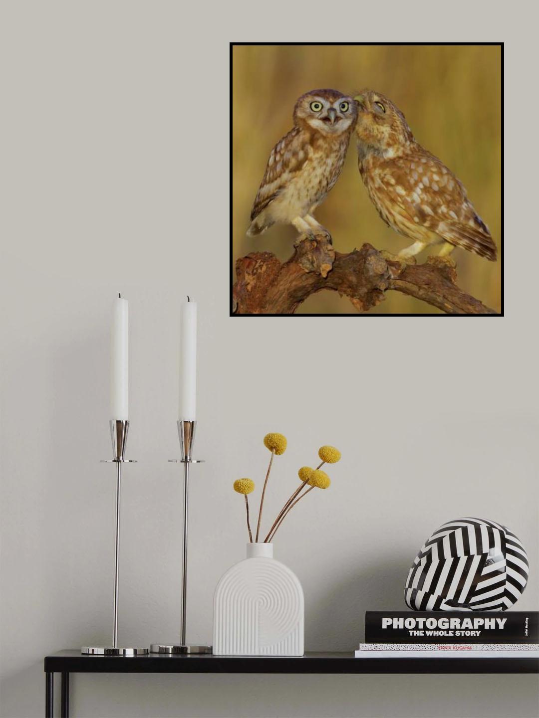 Little Owls Poster och Canvastavla