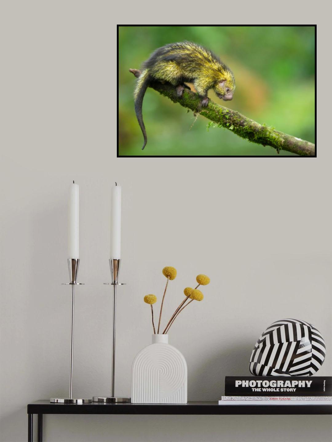 Mexican hairy dwarf porcupine Poster och Canvastavla