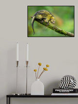 Mexican hairy dwarf porcupine Poster och Canvastavla