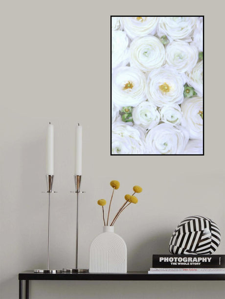 Pure white ranunculus Poster och Canvastavla