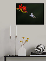 Hummingbird Poster och Canvastavla