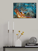 Emperor Shrimp Poster och Canvastavla