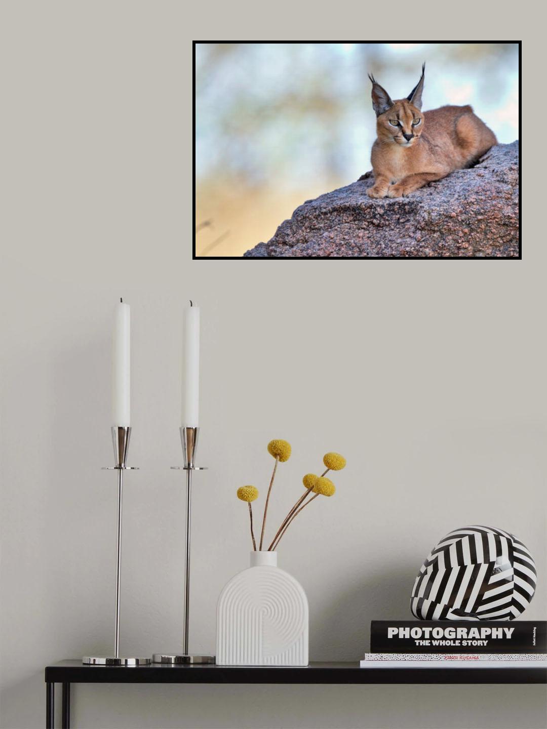 Caracal Poster och Canvastavla