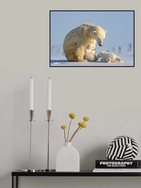 Naughty  polar bear cub Poster och Canvastavla