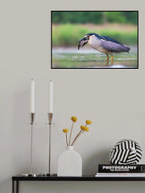 Swallowing Poster och Canvastavla