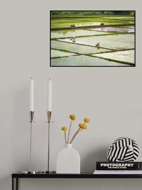 Rice Fields Poster och Canvastavla