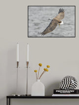 White-bellied Sea Eagle Fishing Poster och Canvastavla