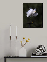 Fluffing up... Poster och Canvastavla