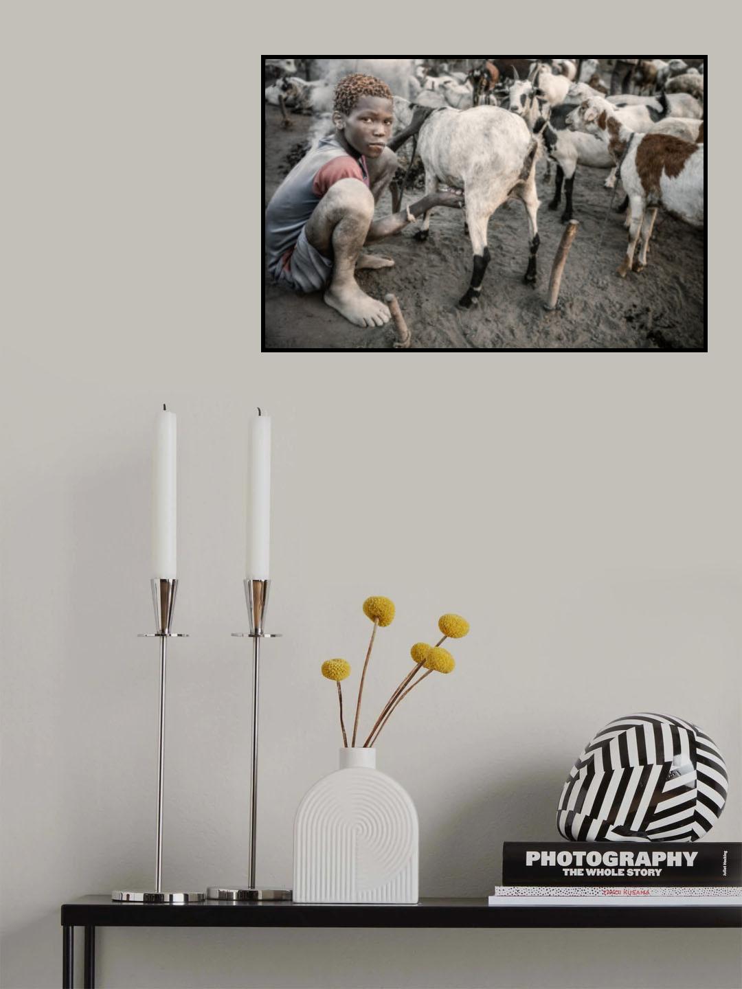Milking my goats Poster och Canvastavla