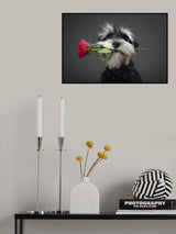 Tango Dancer Poster och Canvastavla