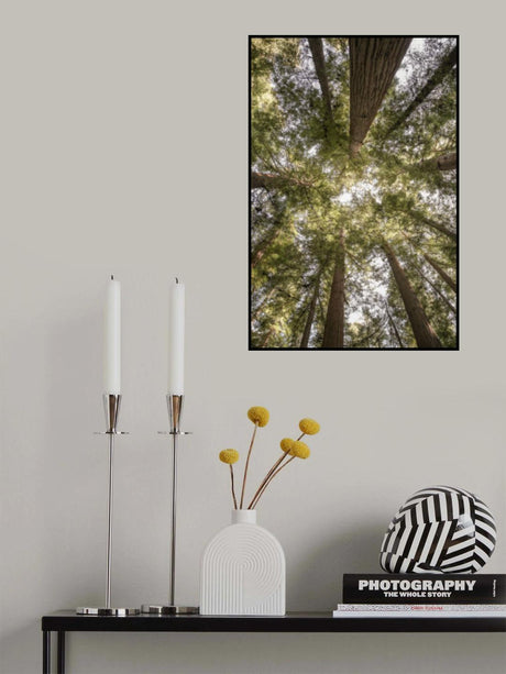 Reedwood Forest Poster och Canvastavla