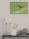 So soft Poster och Canvastavla