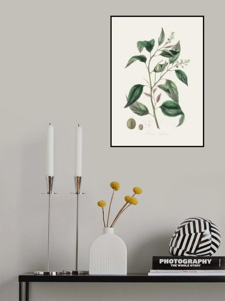 Purging Croton (croton Tiglium) Medical Botany Poster och Canvastavla