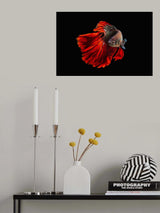Angry fish Poster och Canvastavla