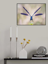 Calopteryx splendens Poster och Canvastavla