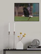 bald eagle Poster och Canvastavla